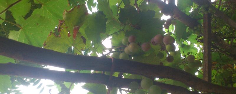 树葡萄北方能种吗 北方可以种葡萄树吗