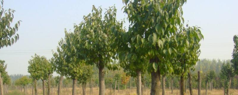 杜仲树在北方能活吗 杜仲树适合在哪里生长