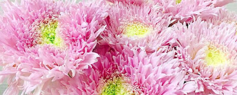 泰迪菊花怎么养（泰迪菊花期）