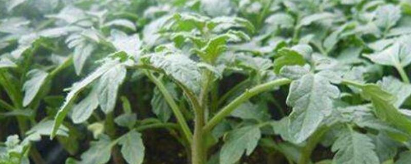 幼苗徒长补救方法（幼苗徒长怎么办）