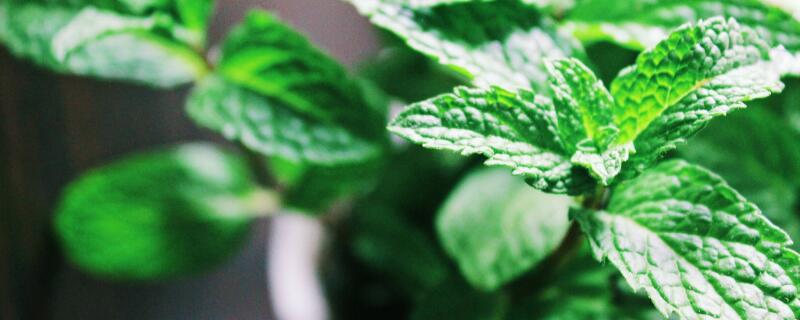 薄荷种子多久发芽 薄荷播种多久发芽