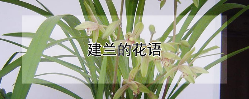 建兰的花语（建兰花寓意）