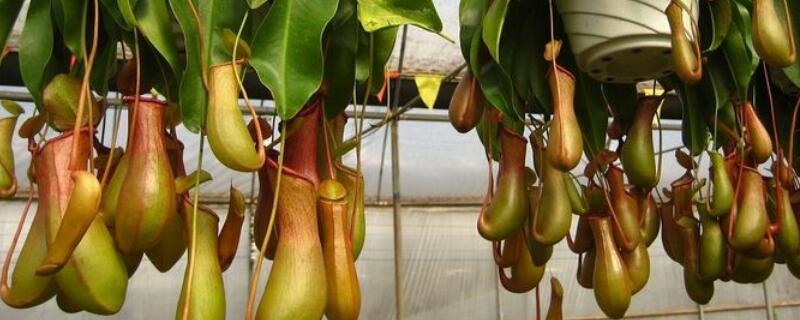 猪笼草怎么养（猪笼草怎么养才结笼子）