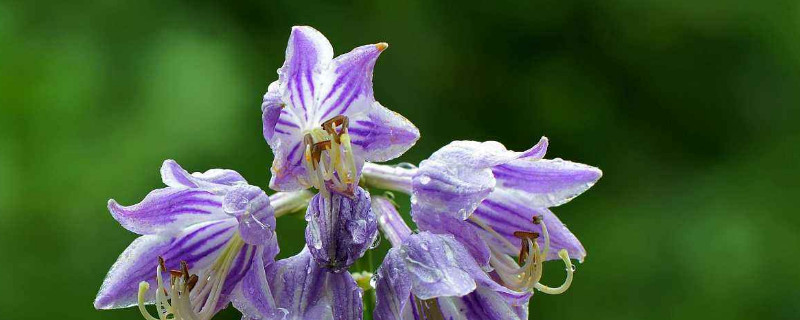 玉簪如何过冬 蜜蜂越冬温度