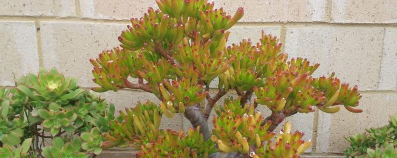 吸财树的养殖方法和注意事项 吸财树的养殖方法和注意事项钱串