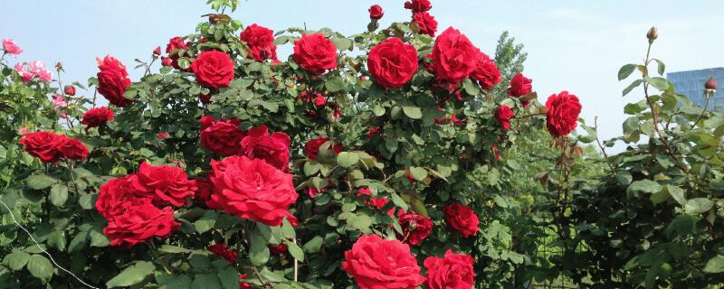 花土里有虫子怎么办用什么药 花土里有虫子怎么办用什么药 土发臭