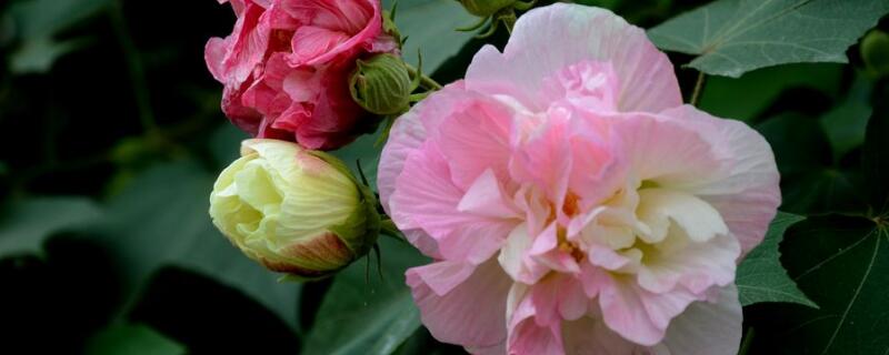 芙蓉花开完花怎么剪枝（芙蓉花开完花怎么修剪）