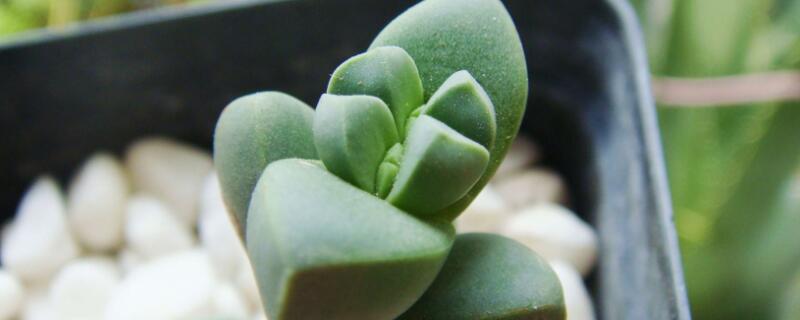 鹿角海棠怎么爆盆(鹿角海棠怎样爆盆)