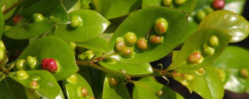 树叶上长疙瘩的是什么 树叶为什么会长疙瘩