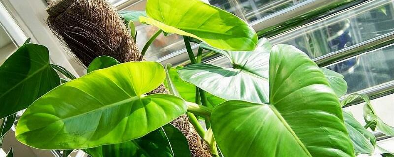 红苞喜林芋叶子黄原因(红苞喜林芋黄叶怎么办)