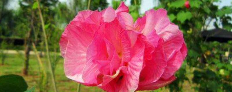 芙蓉花长得高咋剪枝(芙蓉花在什么剪修)