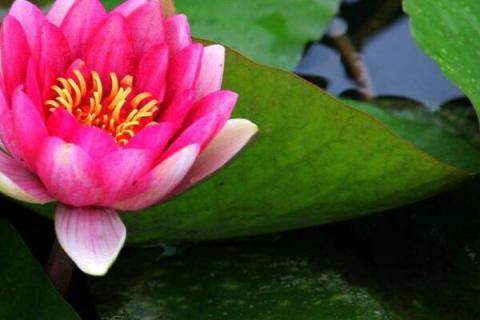 水芙蓉叶子黄了怎么办