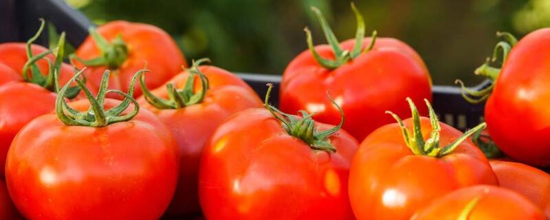 西红柿管理方法 西红柿管理方法,小苗开始