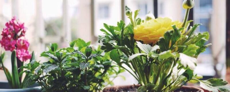 花毛茛如何度夏 花毛茛夏天养殖方法
