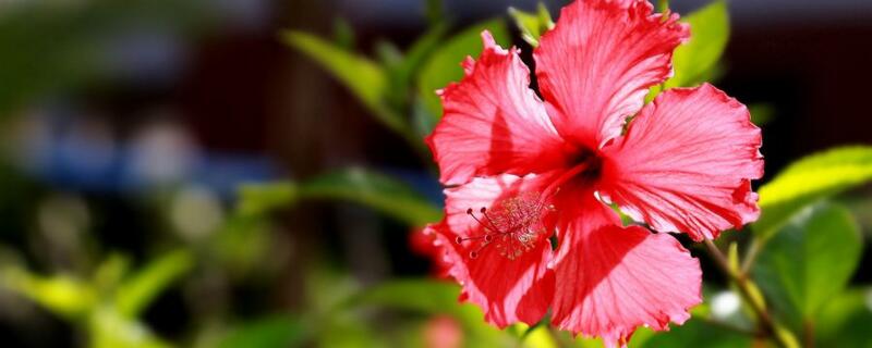 扶桑花种子的种法 扶桑花种子可以直接种吗?