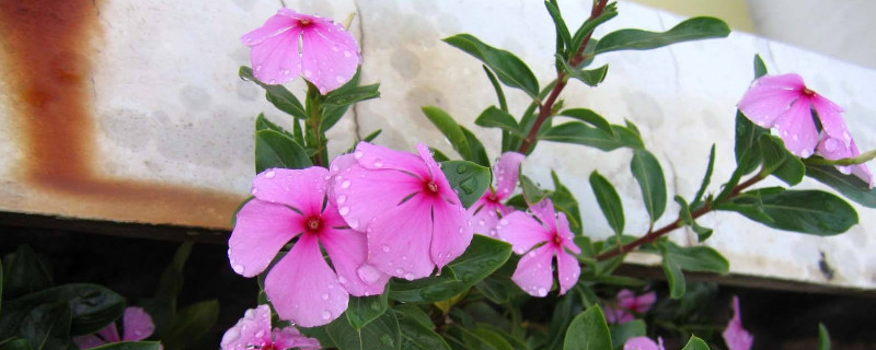 长春花怎么水培生根(长春花水培需要用生根粉吗)