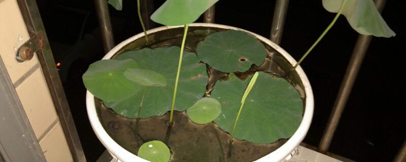 碗莲叶子不立起来 碗莲叶子长得特别长,立不起来