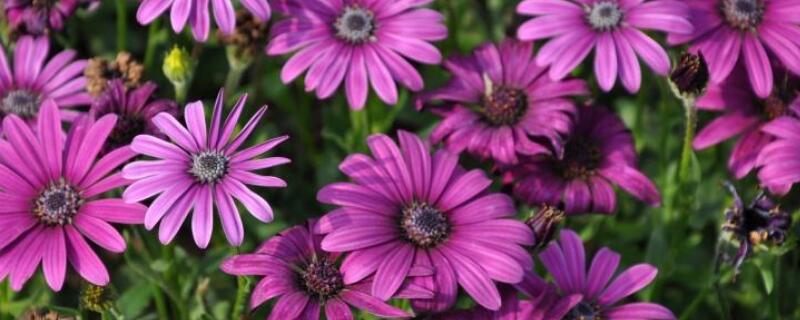 南非万寿菊怎么修剪 非洲万寿菊的修剪方法