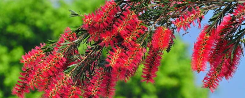 红千层种植和养护（红千层生长环境）