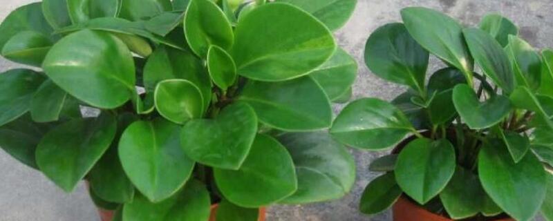 豆瓣花怎么养（豆瓣花怎么养冬天）