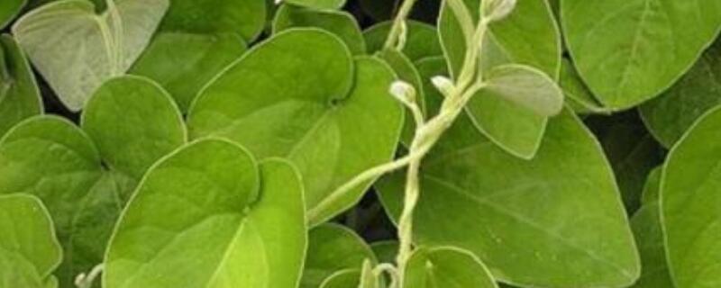 猫耳朵植物怎么养（猫耳朵植物的养殖方法）