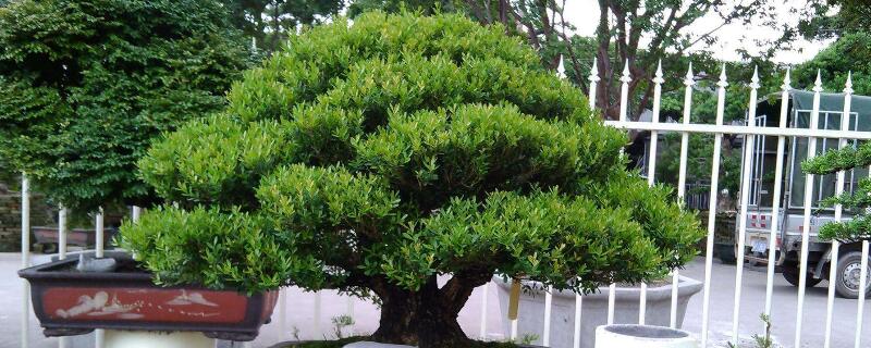 雀舌黄杨怎样修剪（雀舌黄杨的修剪方法和注意事项）