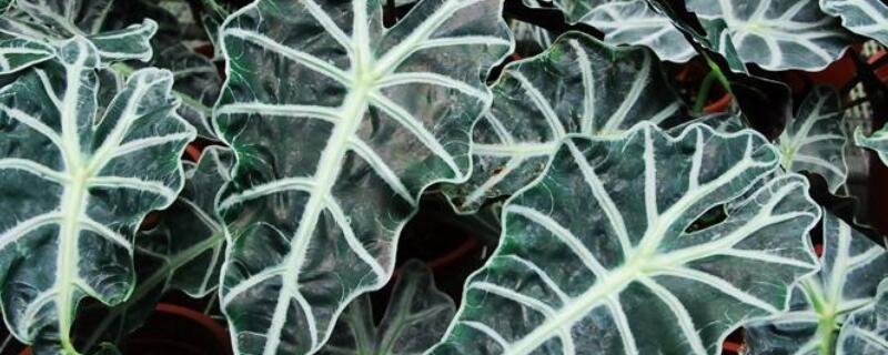 黑叶观音莲叶尖枯萎 黑叶观音莲叶子干了