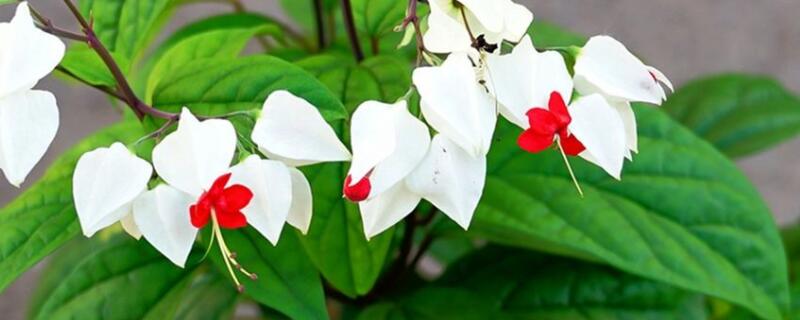 龙吐珠怎么养 龙吐珠怎么养开花多