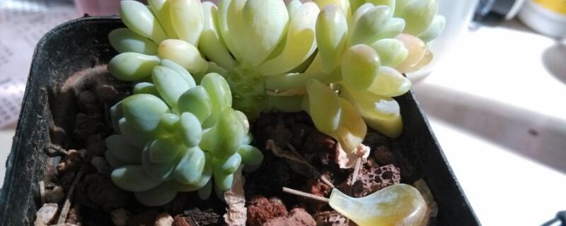 多肉得了灰霉病怎么办（多肉长灰霉了怎么办）