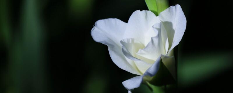 剑兰为何不开花（剑兰花为什么不开花）