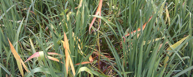 荸荠种植新技术 荸荠的高产优质栽培技术