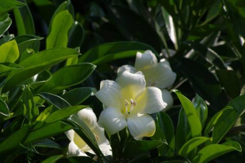 如何让非洲茉莉开花