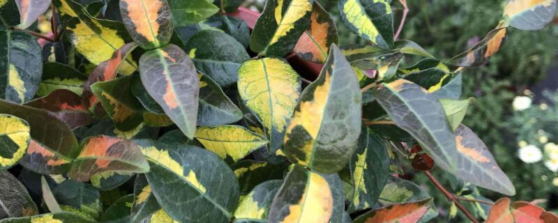 络石什么时候移栽 络石盆栽种植方法