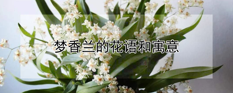 梦香兰的花语和寓意 梦兰花的花语