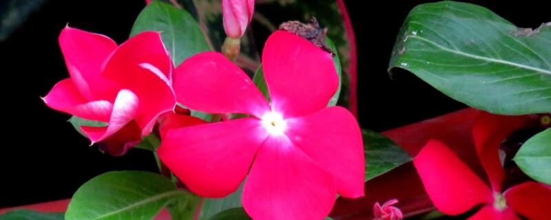 怎么栽培长春花 长春花栽培要点