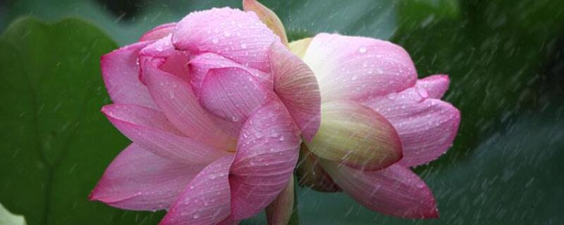 并蒂莲花盆栽怎么养（并蒂莲盆栽图片）