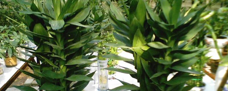 观音竹发黄怎么补救 观音竹发黄怎么补救要施什么肥