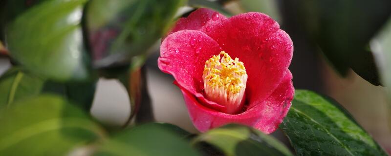 耐冬扦插方法 忍冬扦插步骤