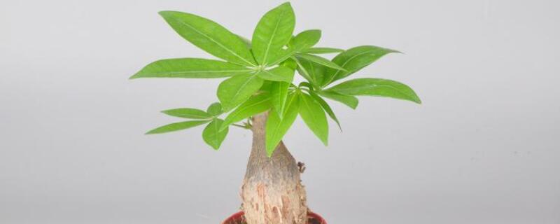 公司适合放什么绿植（办公室植物摆放）