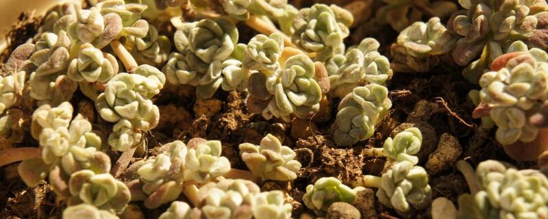 多肉上有白色的东西 多肉上有白色的东西是什么