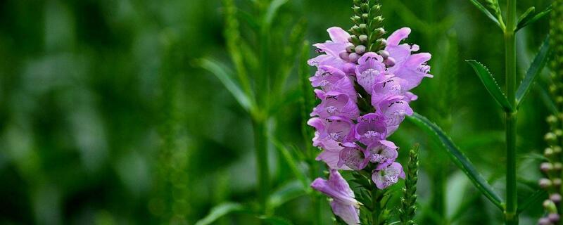 假龙头种植时间和方法（假龙头花种植方法）