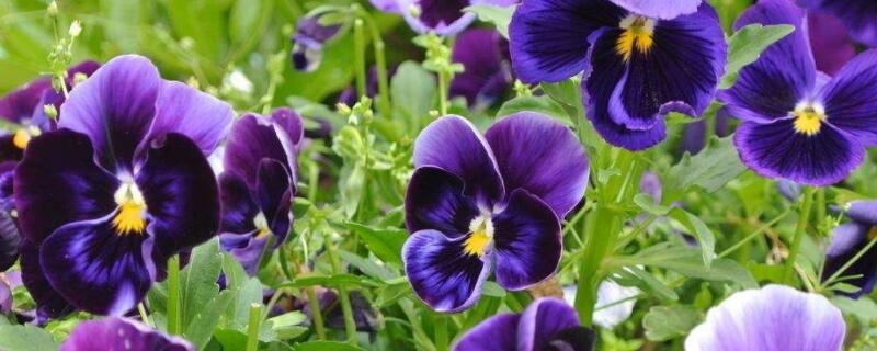 三色堇如何爆盆(三色堇可以盆栽吗)