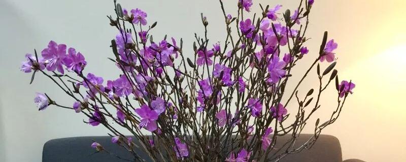 干枝杜鹃怎么养在水里（养干杜鹃花树枝放多少水）