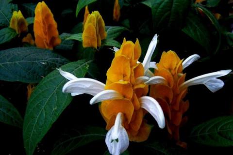 黄金塔不开花咋回事