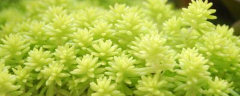 黄金万年草怎么修剪（黄金万年草如何浇水）