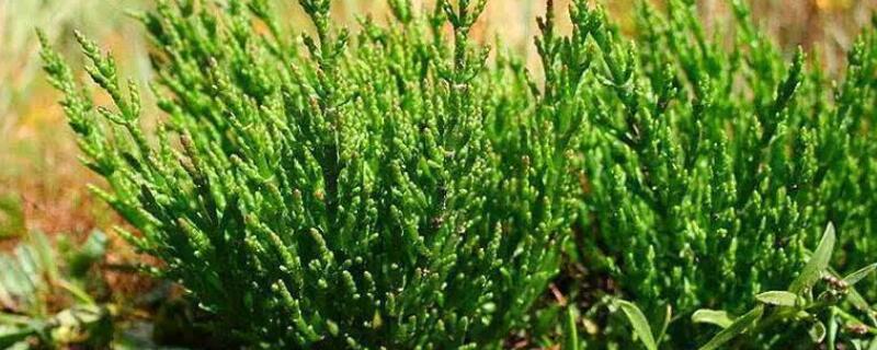 耐盐植物特性 植物耐盐度