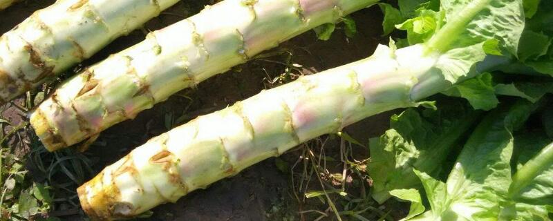 莴笋怎样变粗(莴笋怎么管理才能长粗)