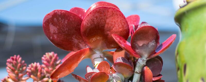 唐印怎么养（唐印怎么养爆盆）