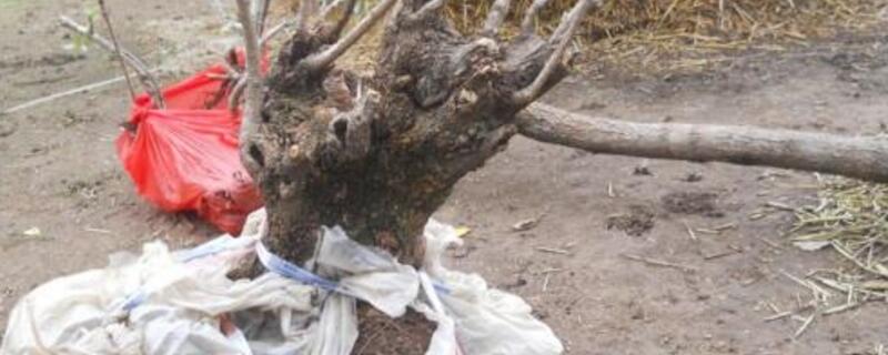 山上黄栌树桩容易活吗 黄栌树下山桩好栽吗