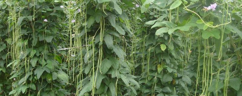 豆角浇水的正确方法（种豆角浇水需要注意什么）